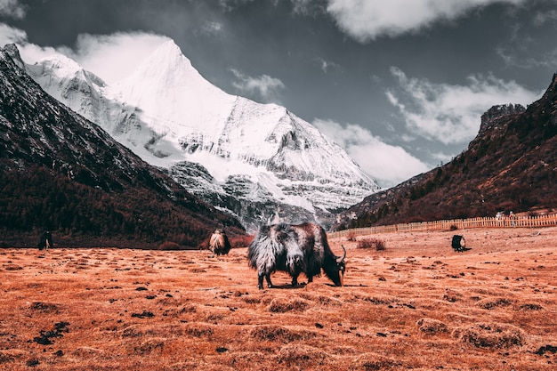 Black tibetan yaks in a pasture at  snow mountains with dark clouds background