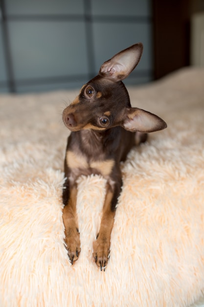 Black tiny chihuahua on bed