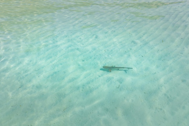 モルディブのラグーン、浅瀬の澄んだ海の水の黒い先端のサンゴ礁のサメ。インド洋のツマグロ