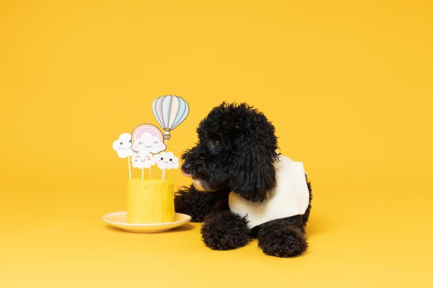 Black Toy poodle dog on yellow background Dog Birthday