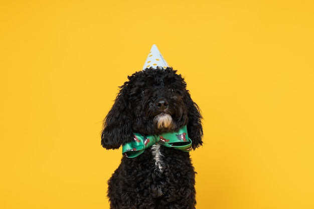 Black Toy poodle dog on yellow background Dog Birthday