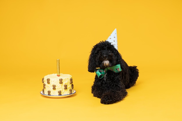 Black Toy poodle dog on yellow background Dog Birthday