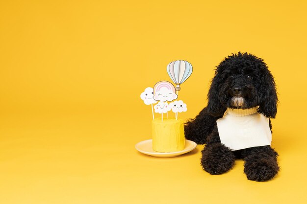 Black Toy poodle dog on yellow background Dog Birthday