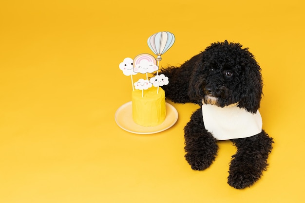 노란색 배경 개 생일에 검은 토이 푸들 강아지
