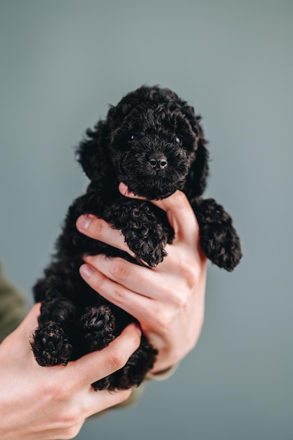 Black Toy Poodle Puppy in hands on Blue Background Puppy looks into Camera with its Little Eyes