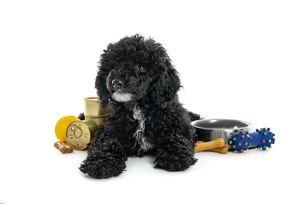 Black toy poodle puppy isolated on white background