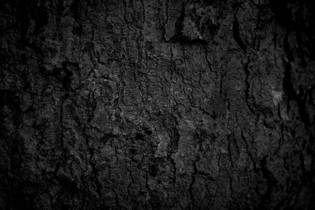 Black tree bark background natural beautiful old tree bark\
texture according to the age of the tree with beautiful bark during\
the summer