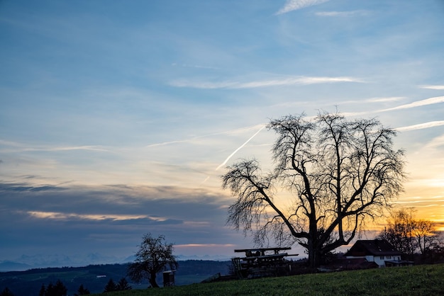 Black tree silhouette against a bright cloudy sunset