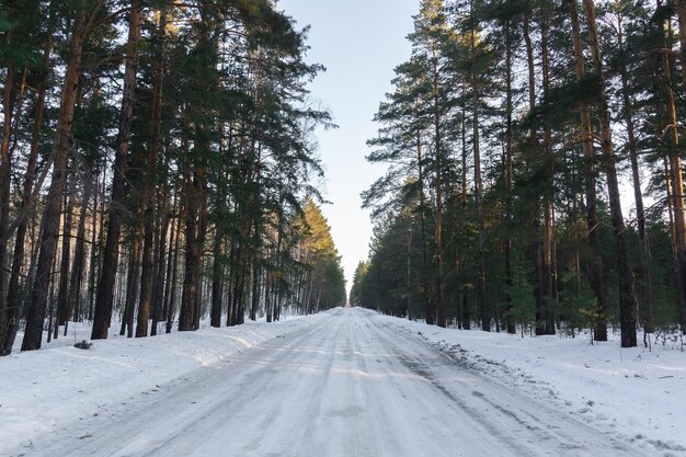 Black trees on a background of white snow on a snowy day winter road view SNOWING High quality photo