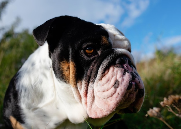 Black tri-color english british bulldog in the green grass  field on sunny warm day