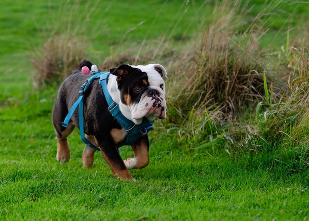 Black tricolor english british bulldog in blue harness running  on the  green grass  on  spring day