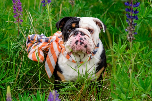 Black tricolor english british bulldog in blue harness running
on the green grass on sunny warm day