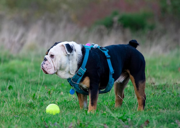 Black tricolor english british bulldog in blue harness running on the green grass