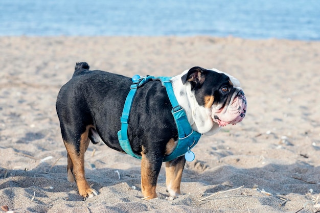 Black tricolor english british Bulldog sitting on seaside at sunse in summer Space for text