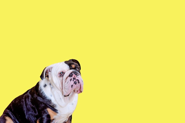 Black tricolor english british bulldog sitting on yellow background Space for text