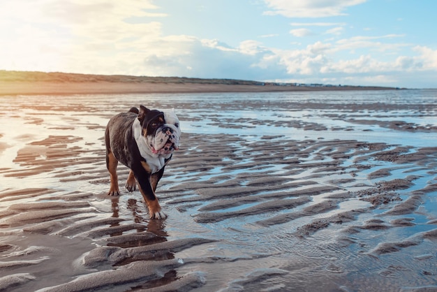 Black tricolor english british Bulldogs walking on seaside at sunse in summer