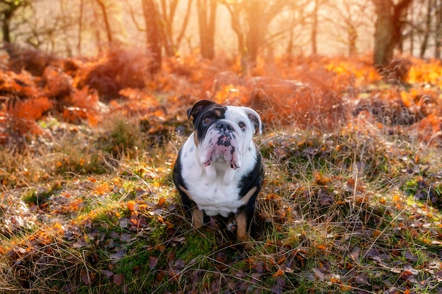 黒のトリコロールの面白い英語ブリティッシュ ブルドッグ犬を見上げて座って散歩に出かける