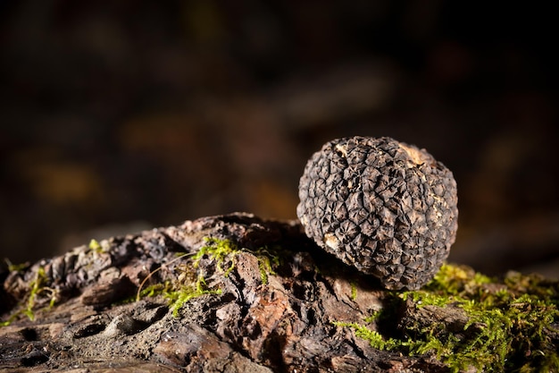 Black truffles on wood