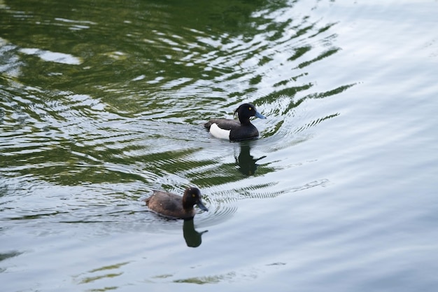 Black tufted duck birds flow on the water