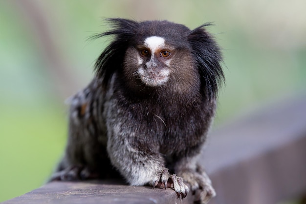 Photo the black-tufted marmoset or star marmoset t marmoset is a species of monkey from the new world