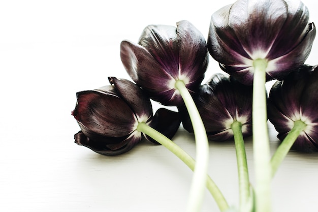 흰색 표면에 검은 튤립 꽃 꽃다발