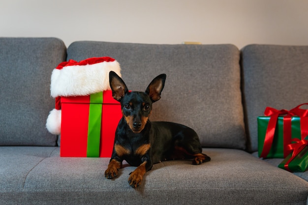 Foto pinscher in miniatura nero e tonno sul divano confezione regalo e regalo avvolto in carta verde intorno all'animale domestico