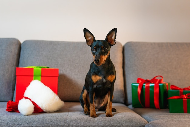Foto pinscher in miniatura nero e tonno sul divano confezione regalo e regalo avvolto in carta verde intorno all'animale domestico