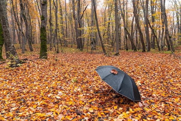 Black umbrella on dry leaves in autumn forest