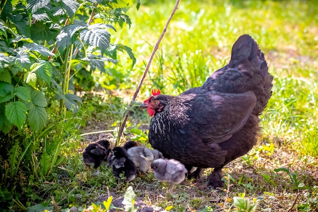 春の庭でニワトリと一緒に黒い多彩なニワトリ