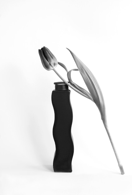 Foto vaso nero e tulipano su sfondo bianco posizione verticale