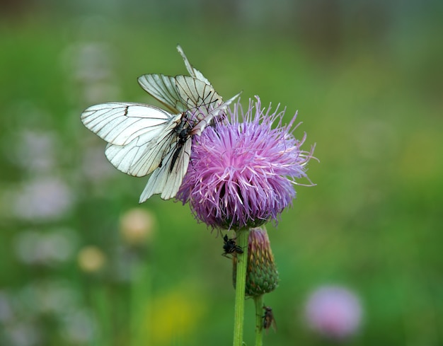 Black-veined whites butterfly