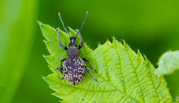 Photo black vine weevil otiorhynchus sulcatus is an insect native to europe but common in north america as well it is a pest of many garden plants