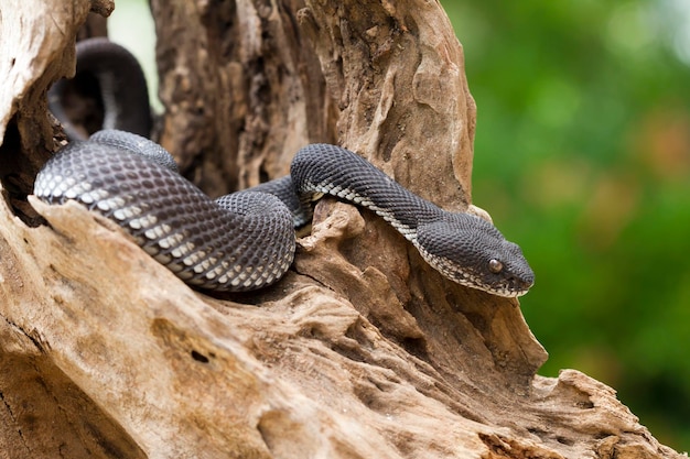 black viper snake on a tree