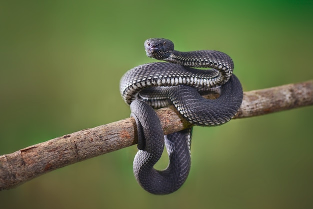 Черная гадюка Trimeresurus purpureomaculatus Manggrove Pit VIper Ядовитая змея