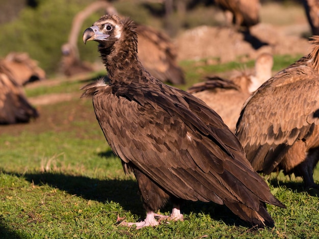 Black vulture Aegypius monachus Avila Spain