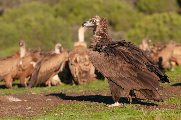 Black vulture Aegypius monachus Avila Spain