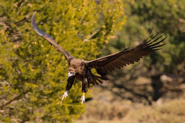 Black vulture Aegypius monachus Avila Spain