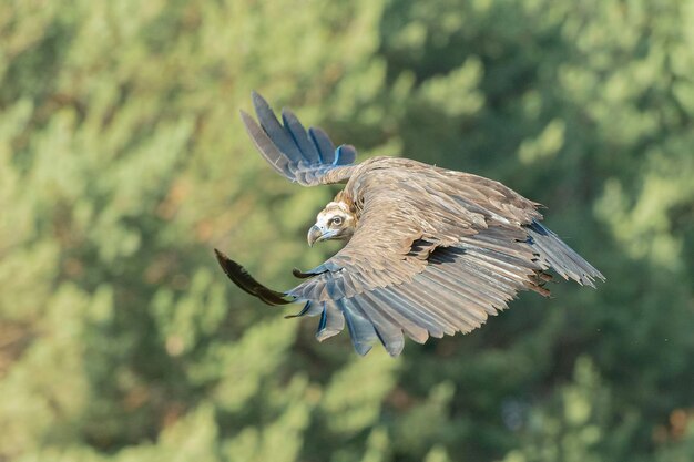 Photo black vulture aegypius monachus avila spain