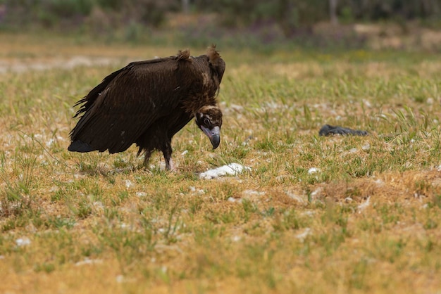 Black vulture Aegypius monachus Salamanca Spain