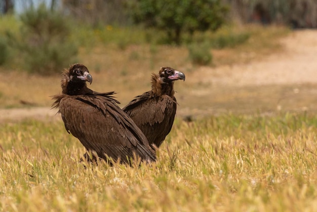 Black vulture Aegypius monachus Salamanca Spain