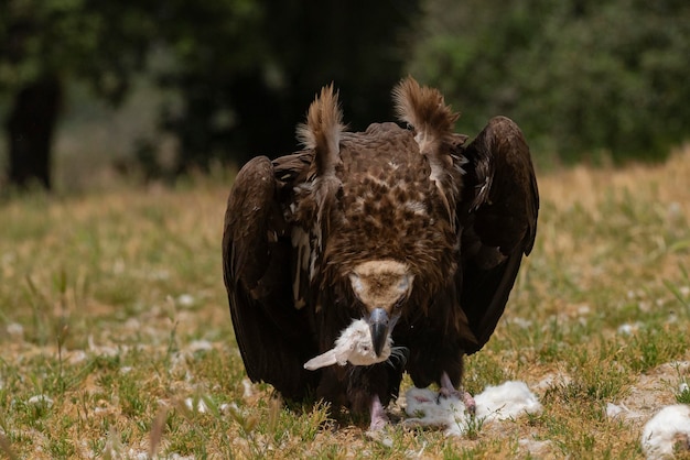 Black vulture Aegypius monachus Salamanca Spain