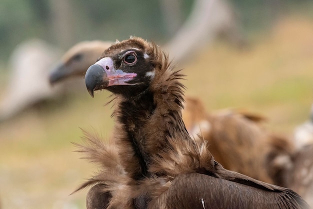 Black vulture Aegypius monachus Salamanca Spain