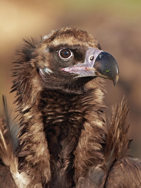 Black vulture Aegypius monachus