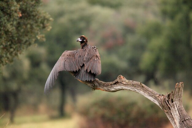 Photo black vulture aegypus monachus perched on a dead tree in the cabaeros national park ciudad real