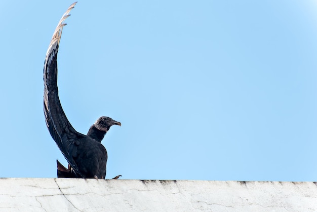 사진 백그라운드에서 푸른 하늘을 구축 꼭대기에 검은 독수리 새