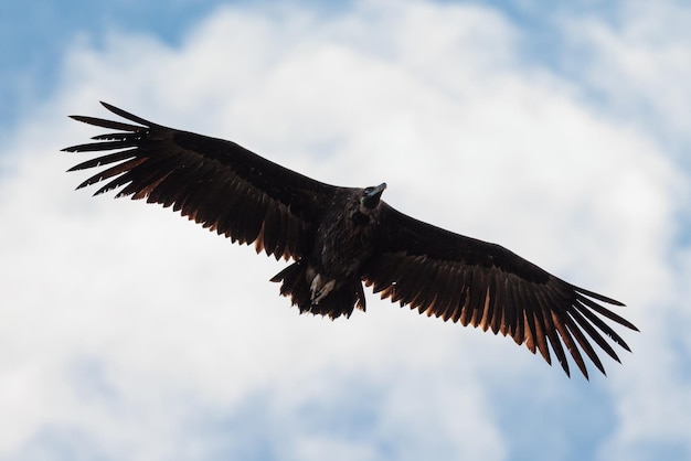 Черный гриф Coragyps atratus Bird in flight