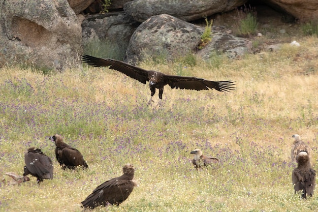 Avvoltoio nero in volo in un'area della foresta mediterranea con le prime luci del mattino in primavera