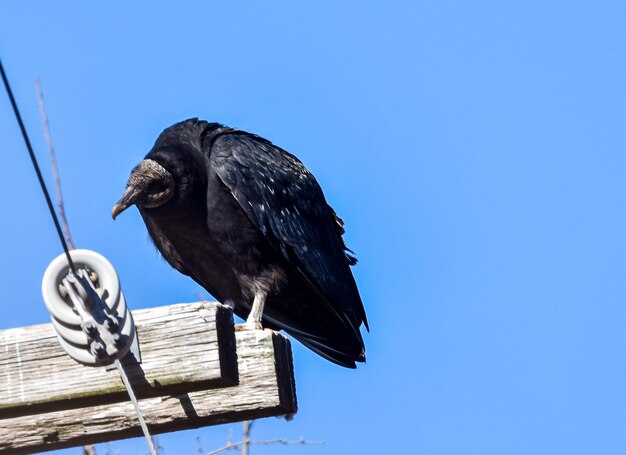 Black vulture perched on telephone pole nature on your doorstep