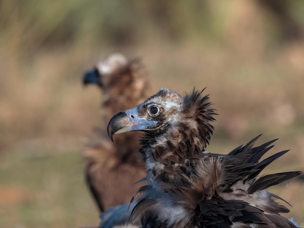 Black vulture portrait