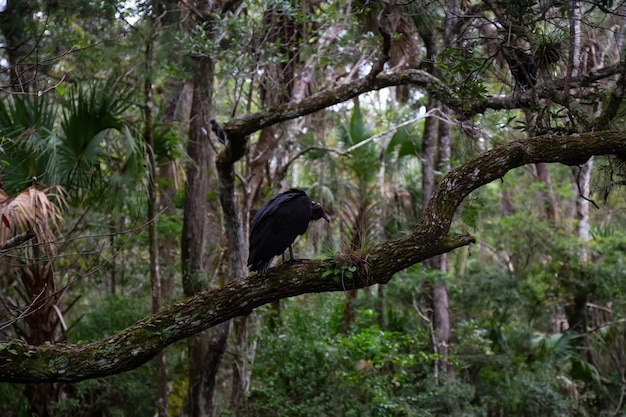 Black Vulture sitting on a tree